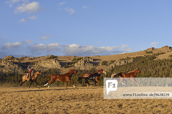 USA  Wyoming  riding cowboy with lasso herding horses in wilderness