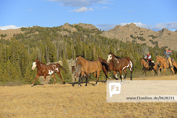 USA  Wyoming  Cowboy und Cowgirl hüten Pferde in der Wildnis