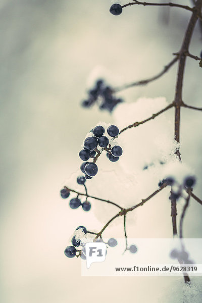 Zweig mit blauen Beeren im Winter