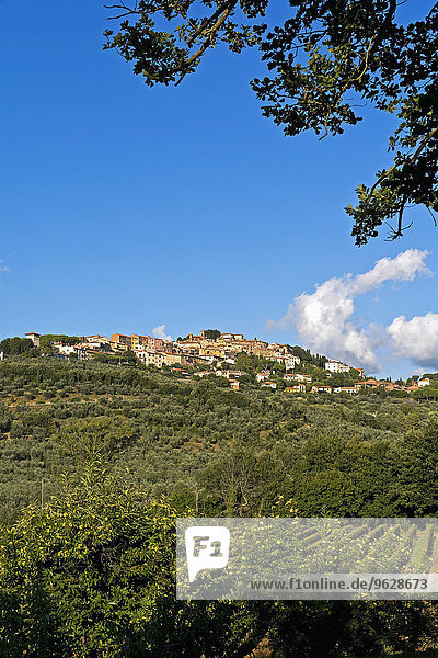 Italien  Toskana  Castagneto Carducci  Blick auf das Dorf  Olivenbäume