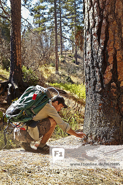 Young male hiker examining burnt tree in forest  Los Angeles  California  USA