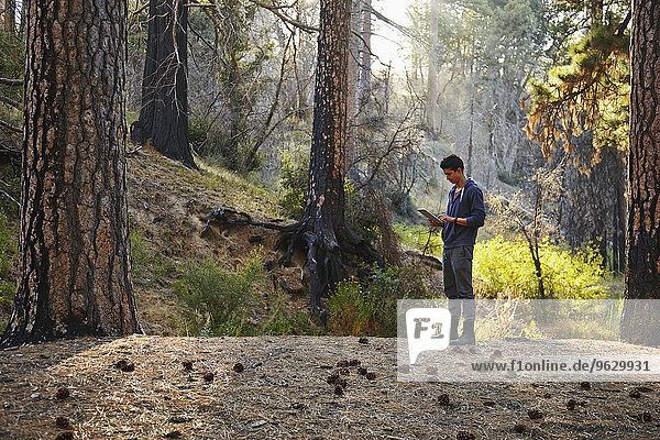 Junger Mann auf der Suche nach einem digitalen Tablett im Wald  Los Angeles  Kalifornien  USA