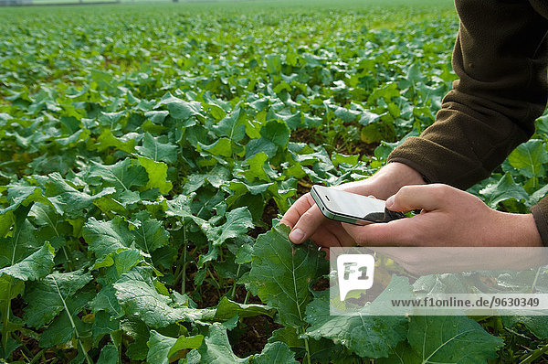 Landwirt nutzt Smartphone zur Überwachung der Feldfrucht
