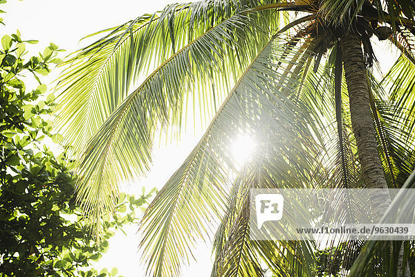 Tiefblick auf Palmen und Laub im Sonnenlicht  Cebu  Philippinen