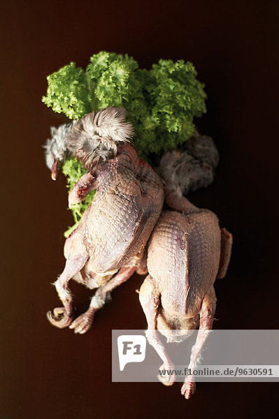 Two plucked raw chickens with parsley