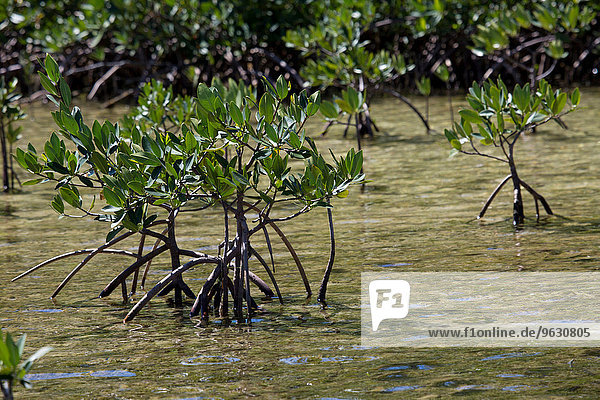Wurzelstruktur der Mangroven.