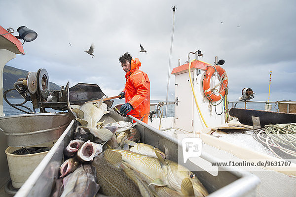 Fischer bei der Arbeit auf dem Boot mit frischem Fisch im Vordergrund