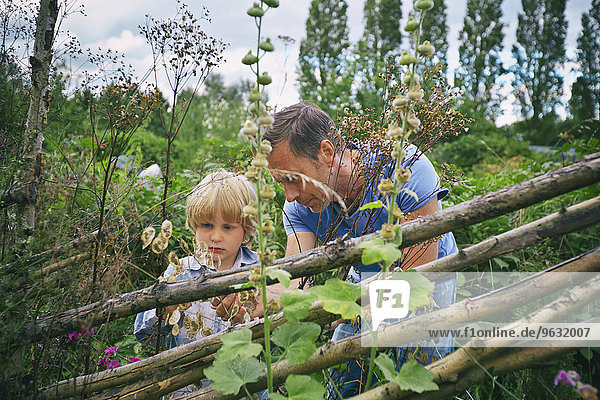 Father and son looking at plants on allotment