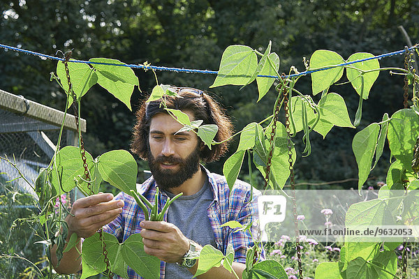 Mid adult man picking green beans on allotment