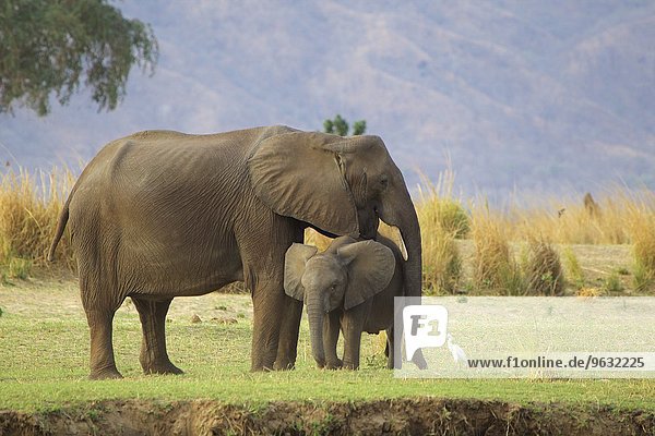 Elefant (Loxodonta africana) Kalb mit seinem Elternteil  Mana Pools  Simbabwe  Afrika.