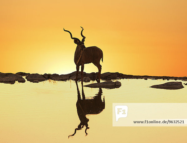 Kudu (Tragelaphus strepsiceros) in einem See bei Sonnenuntergang  Etosha Nationalpark  Namibia