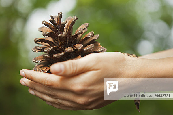 kegelförmig Kegel Frau halten Kiefer Pinus sylvestris Kiefern Föhren Pinie