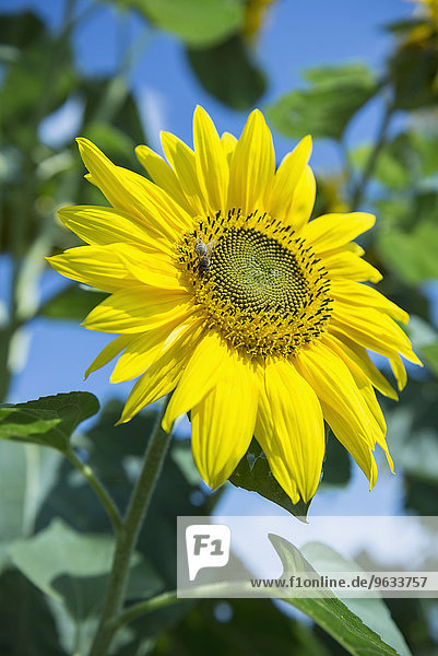 Close-up sunflower yellow blossom bee
