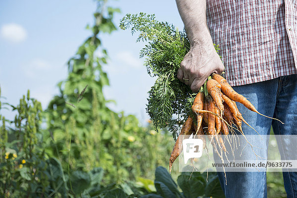 Bio vegetables man holding carrots garden