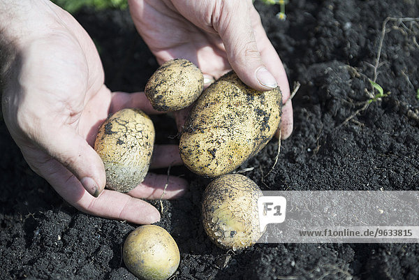 Bio vegetables growing own potatoes garden