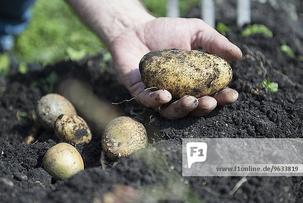 Fresh potatoes ground earth hand close-up