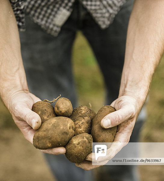 Mann Frische halten Kartoffel handvoll