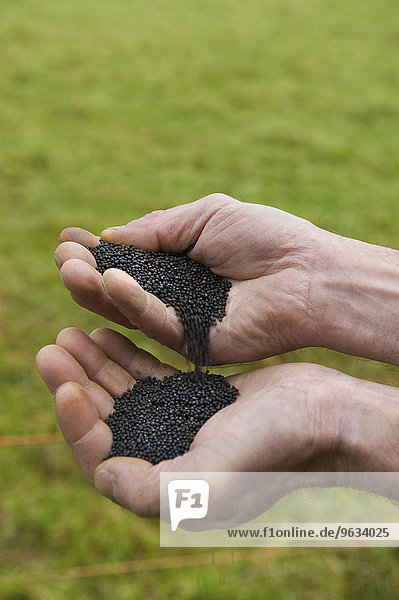 Close up of a man's hands pouring rape oil seeds from one hand into the other.