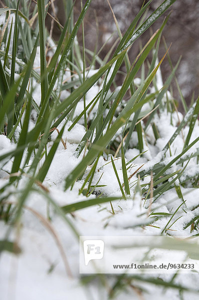 Detail grass close up snow cold winter spring