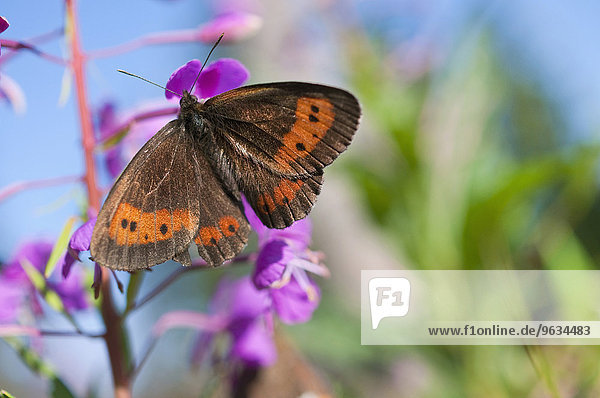 Scotch Argus Butterfly perching on fireweed