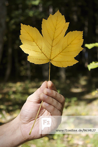 Person holding Sycamore maple leaf  close up