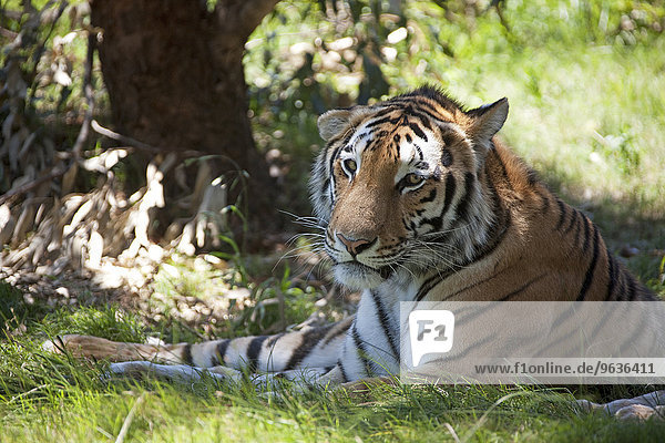 Tiger (Panthera tigris) lies in the shadow