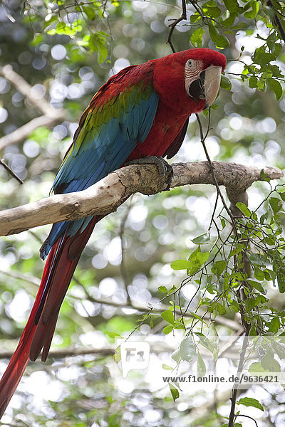 Red-and-green macaw (Ara chloropterus) perching on a branch