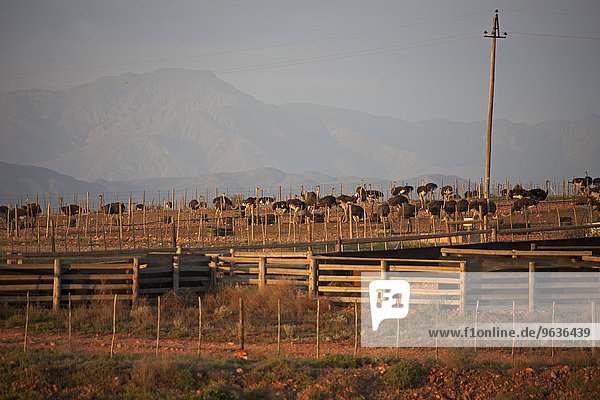 Ostriches in farm
