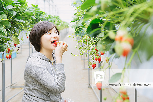 Frau Wohnhaus Erdbeere jung essen essend isst japanisch