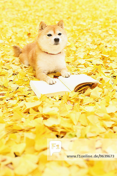 Shiba Inu with book in a park