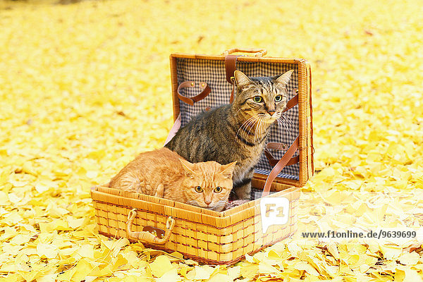 Cats in a wooden basket in a park