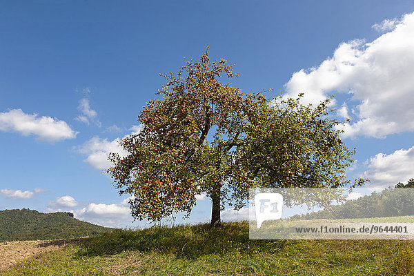 Apfelbaum im Herbst mit reifen Äpfel  Wasgau  Pfalz  Rheinland-Pfalz  Deutschland  Europa