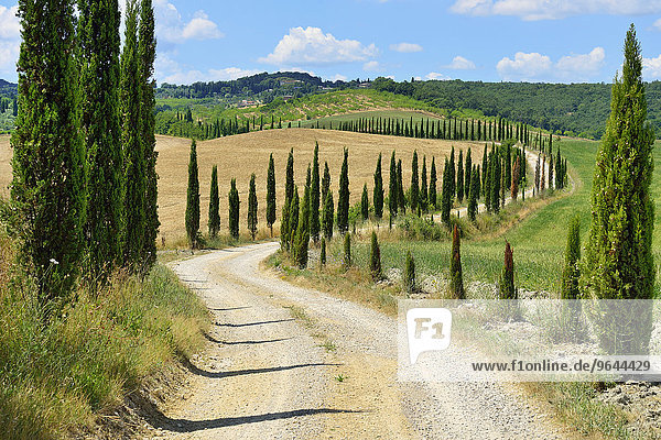 Schotterweg mit Zypressenallee  bei Murlo  Provinz Siena  Toskana  Italien  Europa