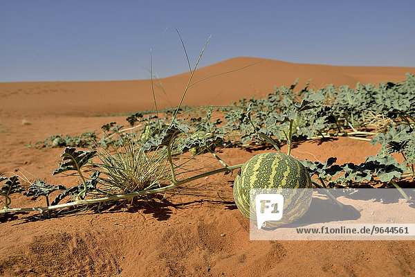 Wüstenmelone vor einer Düne  Bayuda-Wüste  asch-Schamaliyya  Sudan  Afrika