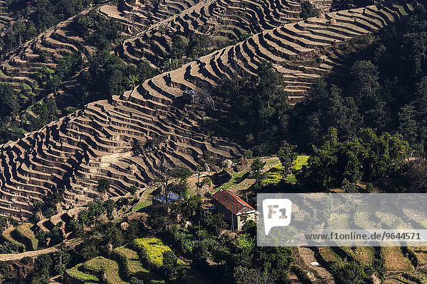 Terrassenanbau  Feldterrassen  bei Nagarkot  Nepal  Asien