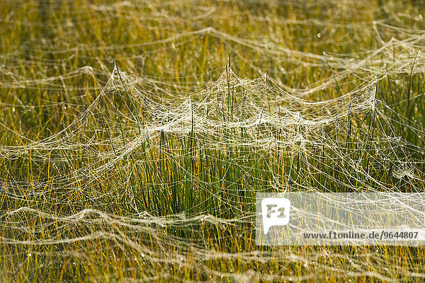 Spinnenweben auf einer Feuchtwiese  Niedersachsen  Deutschland  Europa