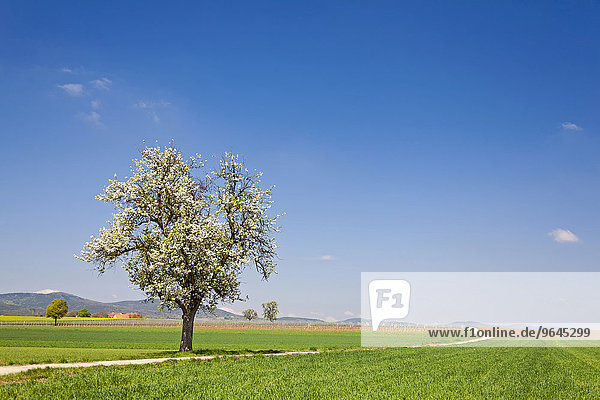 Landschaft mit blühendem Obstbaum  Südpfalz  Pfalz  Rheinland-Pfalz  Deutschland  Europa