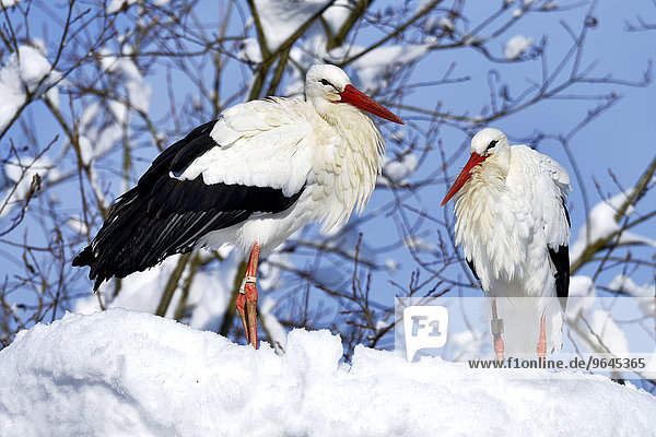 Weißstörche (Ciconia ciconia)  Paar steht auf schneebedecktem Nest  Schweiz  Europa