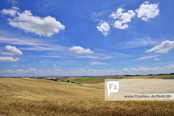 Hügelige Landschaft mit Getreidefeldern und Wolkenhimmel  bei Murlo  Provinz Siena  Toskana  Italien  Europa