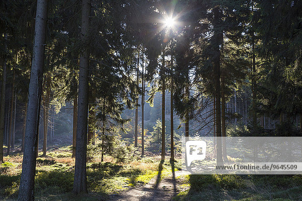 Sonne scheint durch Fichtenwald  Zittauer Gebirge  bei Lückendorf  Sachsen  Deutschland  Europa
