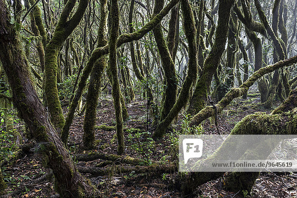 Nebelwald  Lorbeerwald  Nationalpark Garajonay  UNESCO Weltnaturerbe  La Gomera  Kanarische Inseln  Spanien  Europa