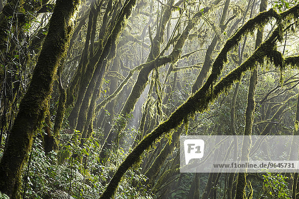 Moosbewachsene Baumstämme im Nebelwald  Lorbeerwald  Nationalpark Garajonay  La Gomera  Kanarische Inseln  Spanien  Europa