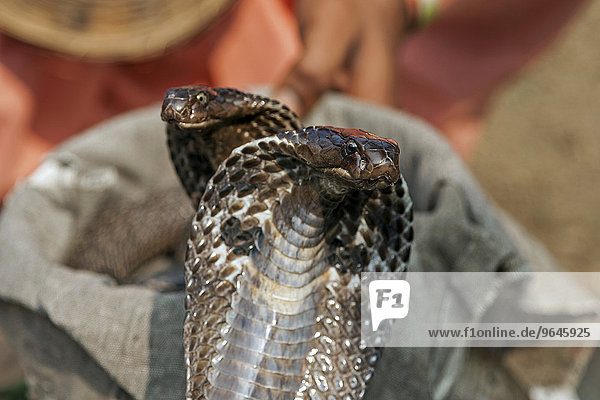 Zwei Schlangen  Kobras  Pokhara  Nepal  Asien