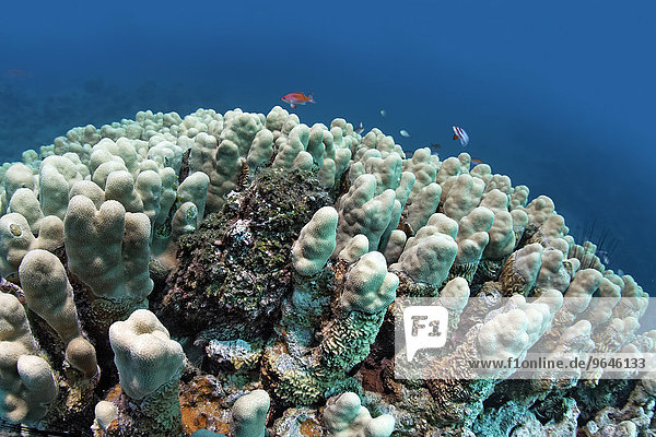 Echter Steinfisch (Synanceia verrucosa)  getarnt auf Steinkoralle  Jordanien  Asien