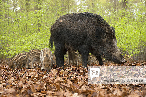 Wildschweine (Sus scrofa)  Bache und Frischlinge im Frühjahrswald  captive  Nordrhein-Westfalen  Deutschland  Europa