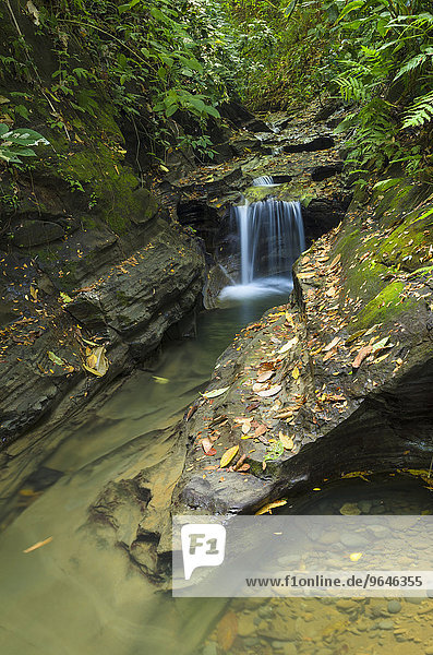 Bachlauf im Regenwald  Provinz Puntarenas  Costa Rica  Nordamerika