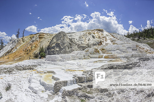 Palette Spring sinter terrace of the Lower Terrace  Mammoth Hot Springs  Yellowstone National Park  Wyoming  United States  North America