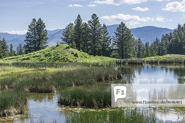 Teich am Beaver Ponds Trail  Yellowstone-Nationalpark  Wyoming  USA  Nordamerika