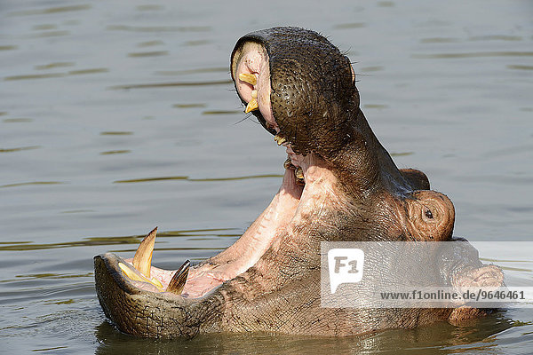 Flusspferd (Hippopotamus amphibicus)  mit aufgerissenem Maul  Nahaufnahme  Weibchen  gähnend  Talek River  Masai Mara  Nationalreservat  Kenia  Afrika