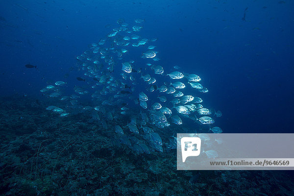 Schwarm Großaugen-Stachelmakrelen (Caranx sexfasciatus)  Palau  Ozeanien